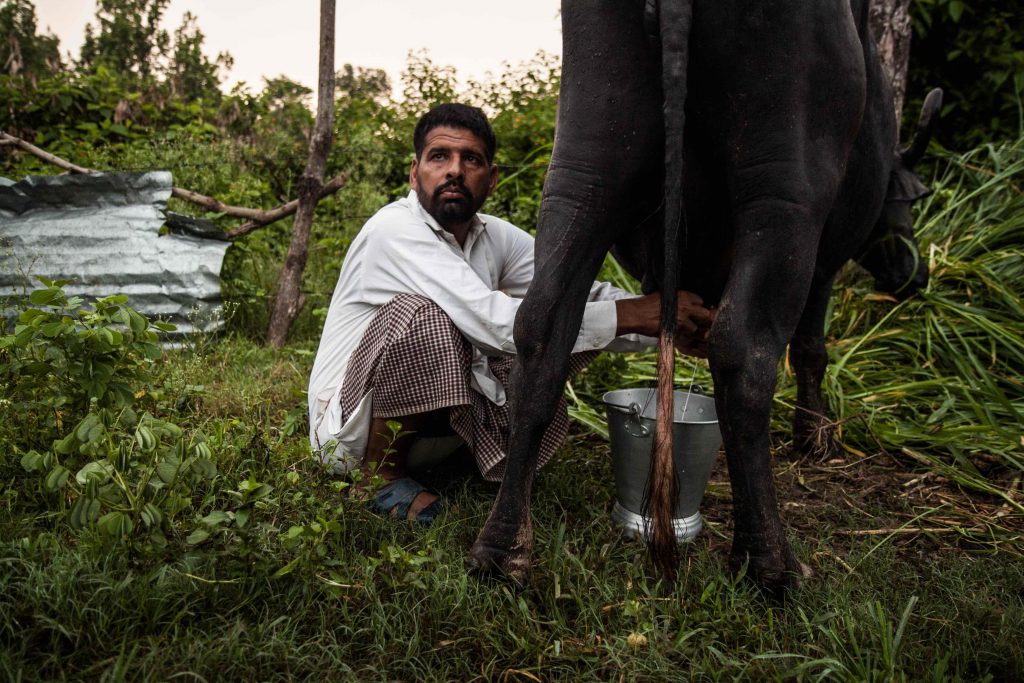 Sabhi Bhai of the van gujjar community milks his cow in Tumadhia village, Nainital district, just outside Corbett National Park. His family and community have been receiving eviction threats since 2016.